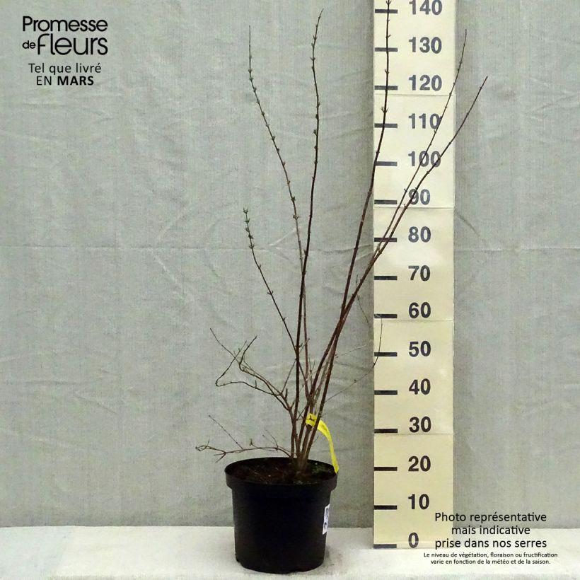 Philadelphus Pearls of Perfume - Filadelfo Vaso da 4L/5L esemplare consegnato in primavera