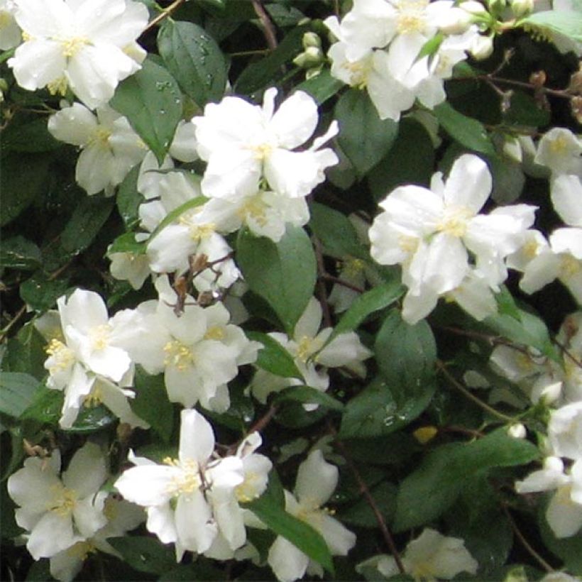 Philadelphus Virginal - Filadelfo (Flowering)
