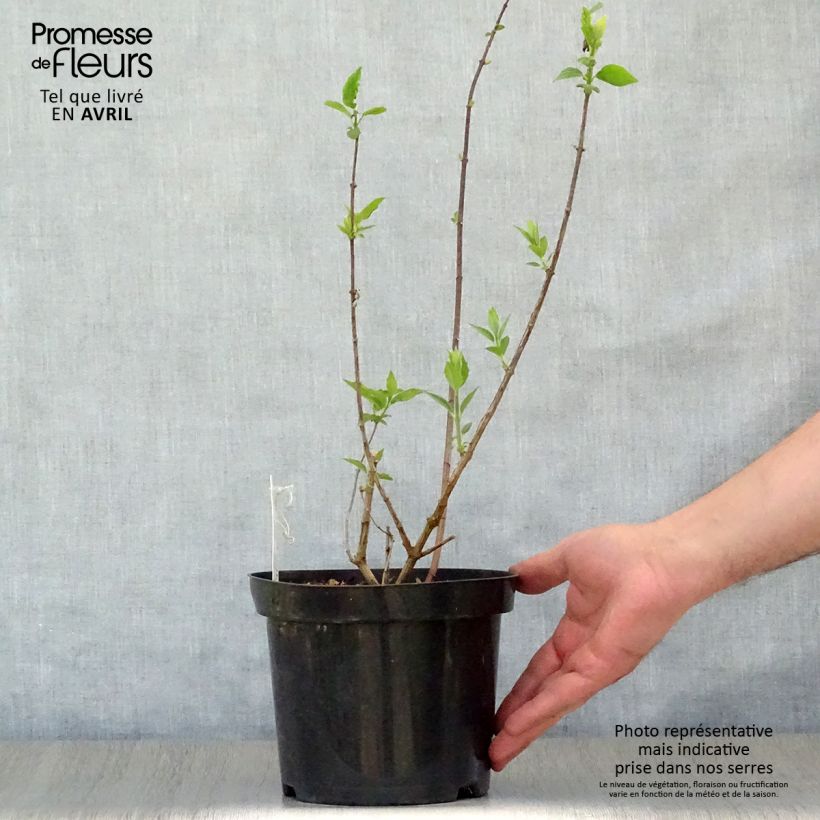 Example of Philadelphus Virginal - Filadelfo Vaso da 3L/4L as you get in printemps