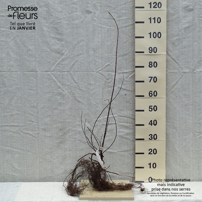 Example of Philadelphus Virginal - Filadelfo Piante piccole a radice nuda as you get in hiver