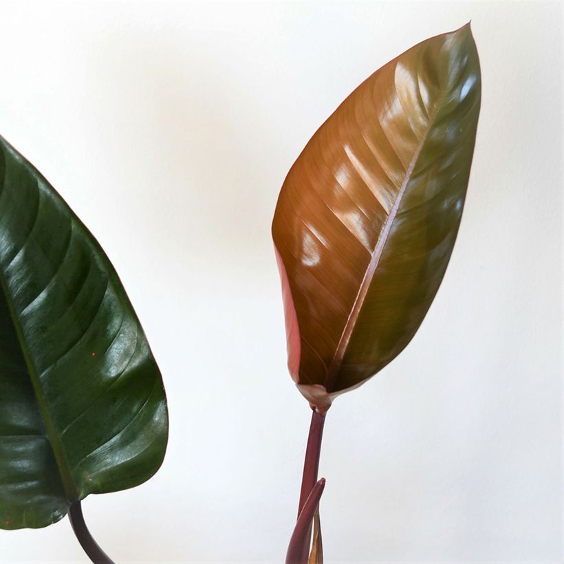 Filodendro - Philodendron Red Congo (Foliage)