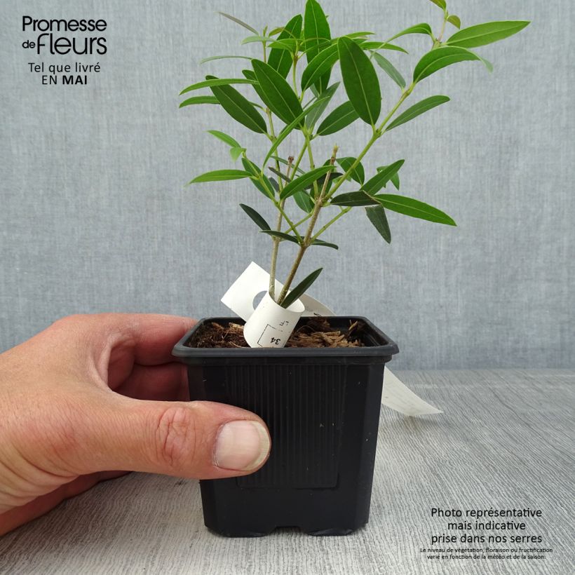 Phillyrea Rosmarinifolia - Ilatro sottile Vasetto da 8/9 cm esemplare consegnato in primavera