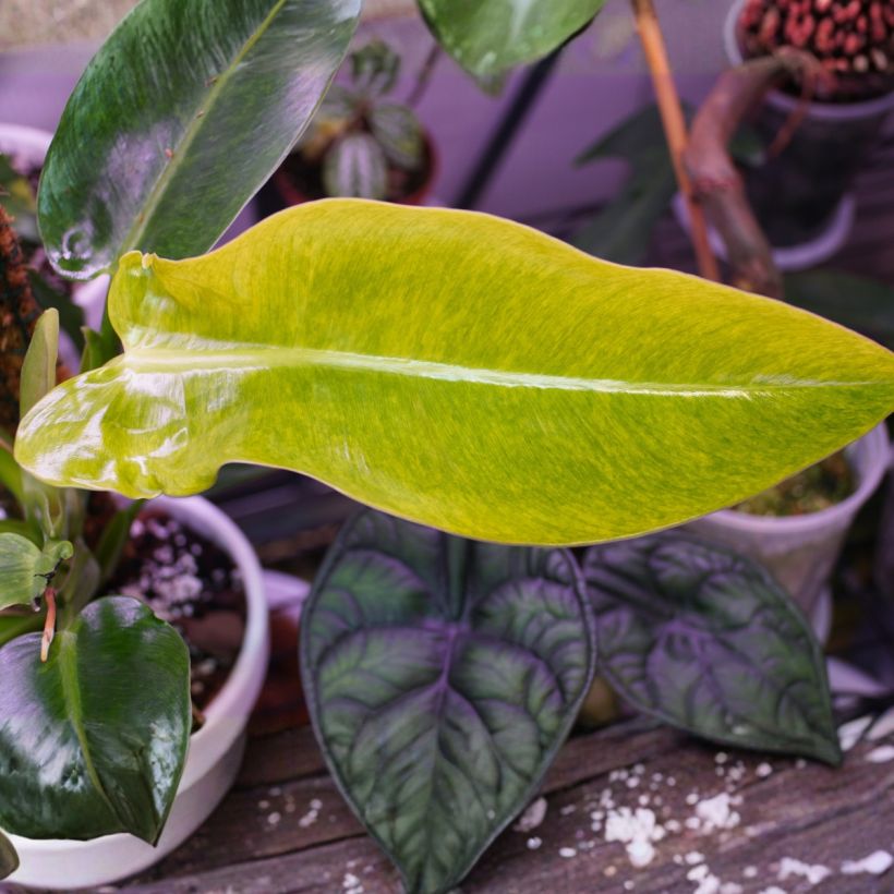 Philodendron Calkins Gold - Filodendro (Fogliame)