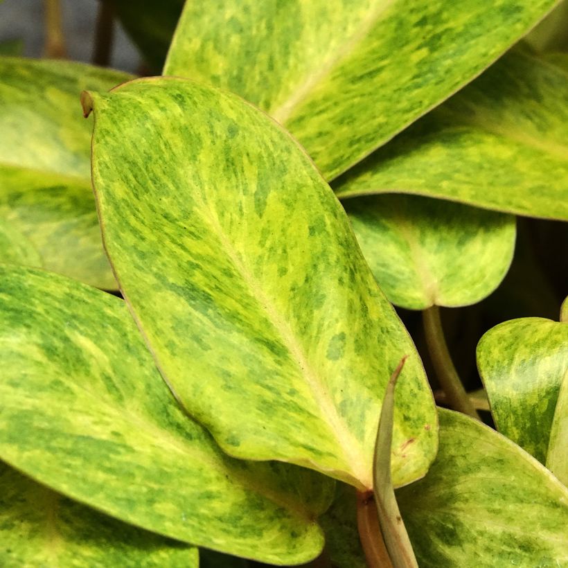 Philodendron Calkins Gold - Filodendro (Fogliame)