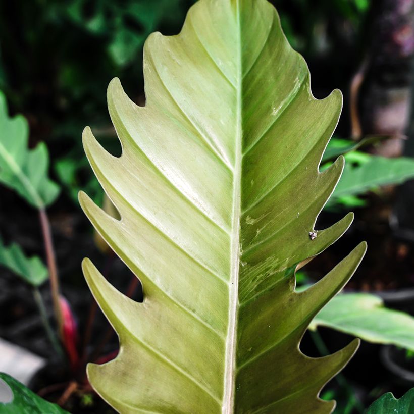 Filodendro - Philodendron Caramel Pluto (Foliage)
