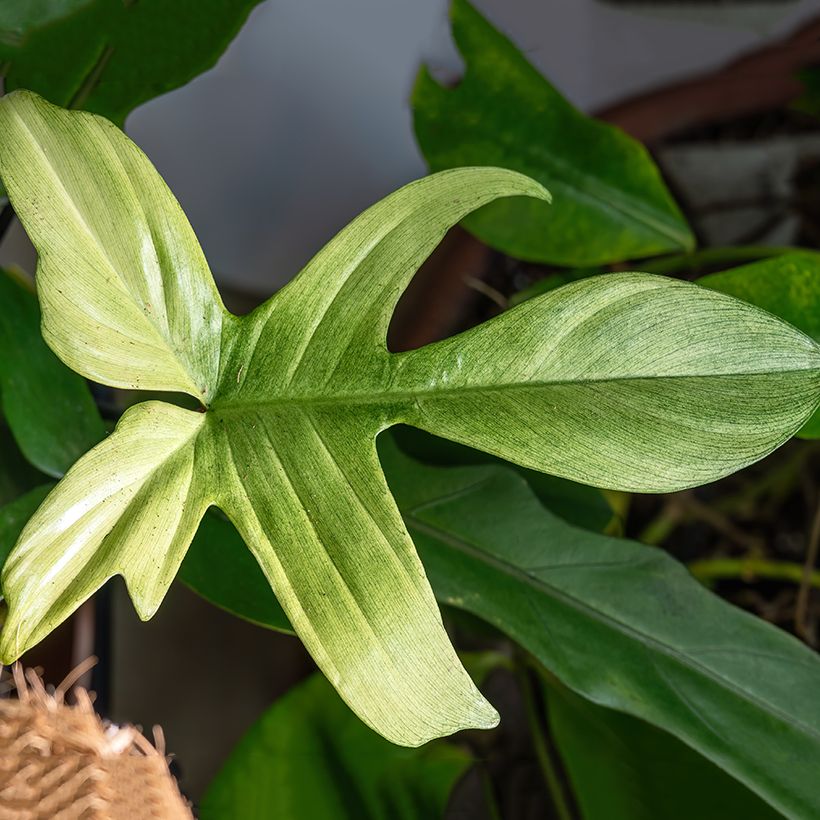 Filodendro - Philodendron Florida Ghost (Foliage)