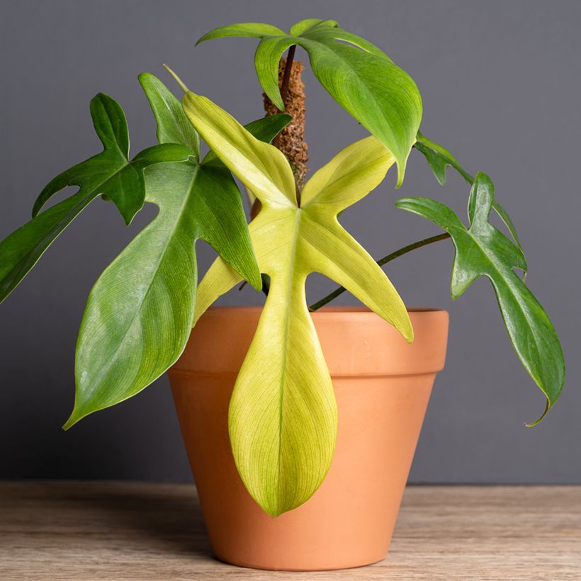 Filodendro - Philodendron Florida Ghost (Plant habit)