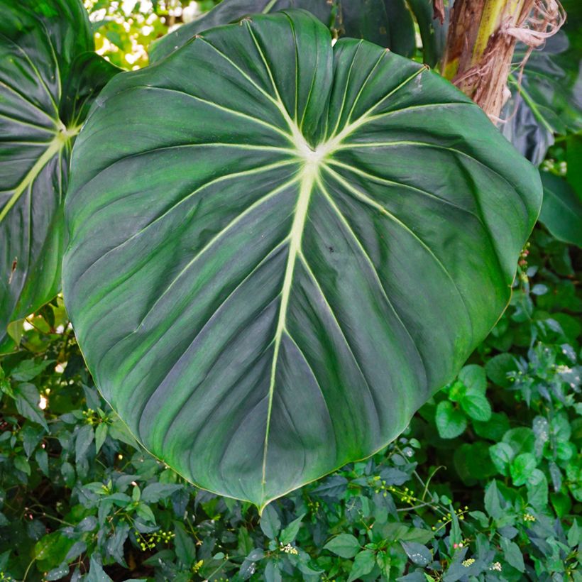 Filodendro - Philodendron gloriosum (Fogliame)