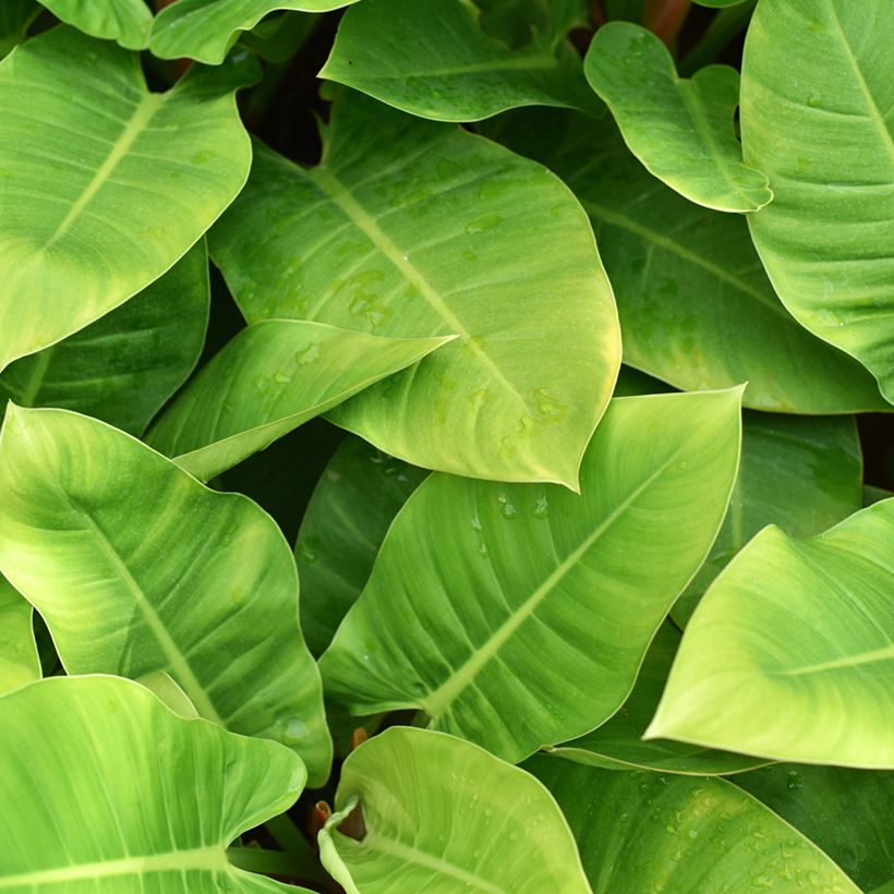 Filodendro - Philodendron Imperial Green (Foliage)