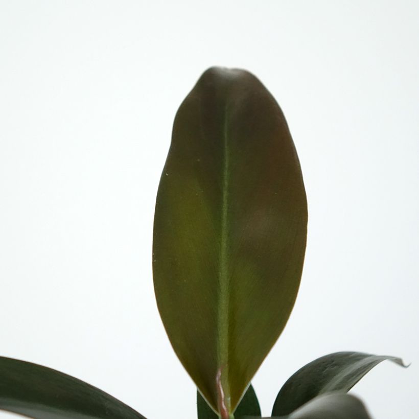 Filodendro - Philodendron Imperial Red (Foliage)