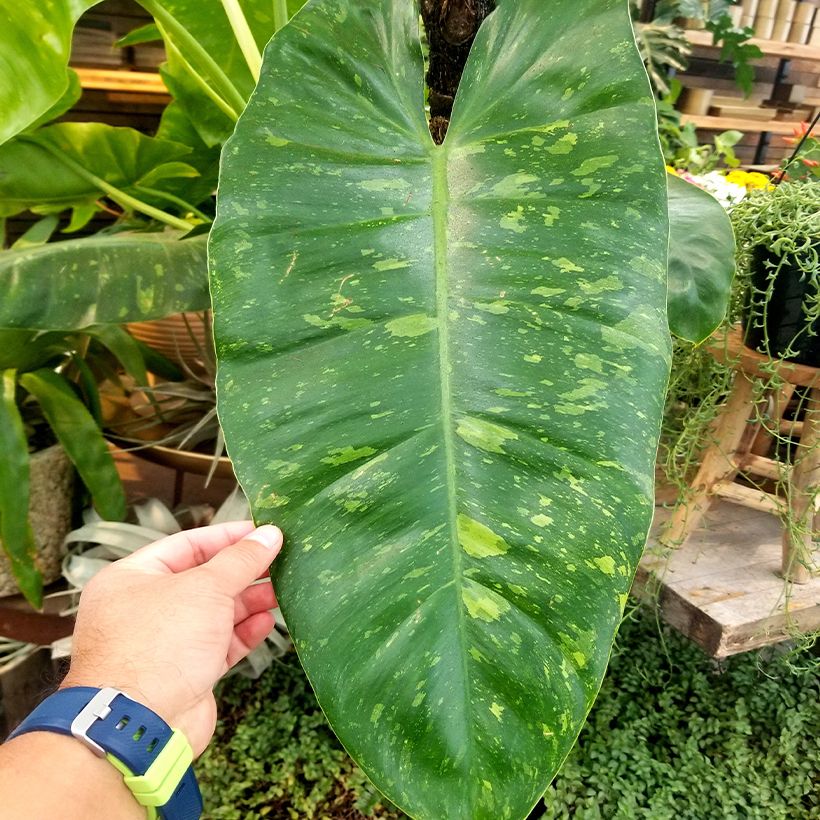 Filodendro - Philodendron Jose Buono (Fogliame)