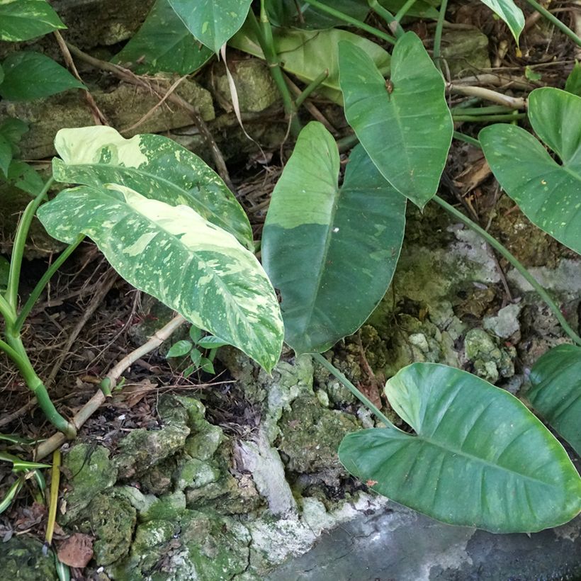 Filodendro - Philodendron Jose Buono (Porto)