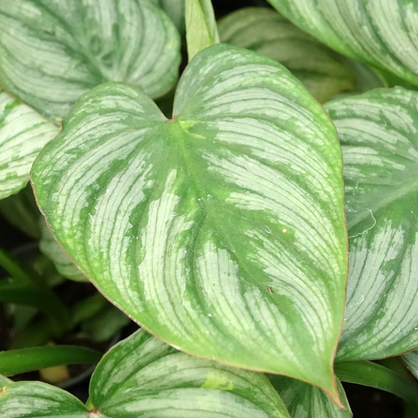 Filodendro - Philodendron McDowell (Foliage)