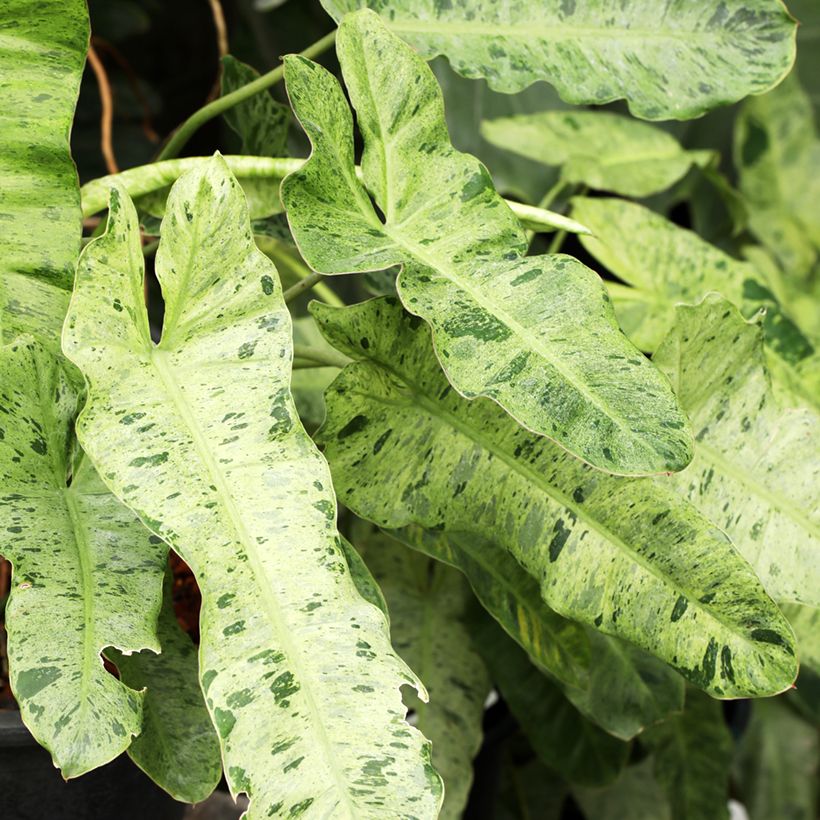 Filodendro - Philodendron Paraiso Verde (Foliage)