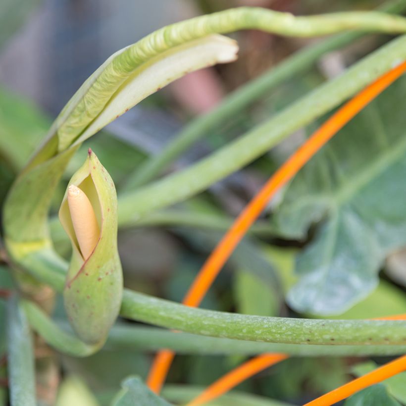 Filodendro - Philodendron Paraiso Verde (Flowering)