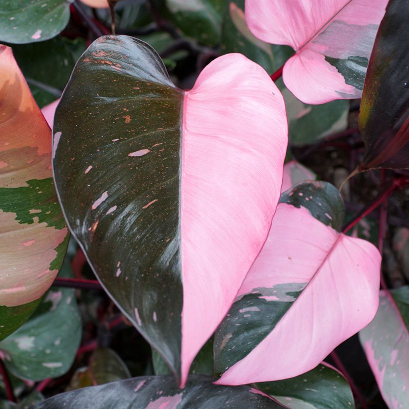 Filodendro - Philodendron Pink Princess (Foliage)