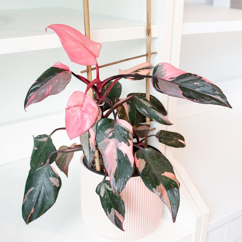 Filodendro - Philodendron Pink Princess (Plant habit)