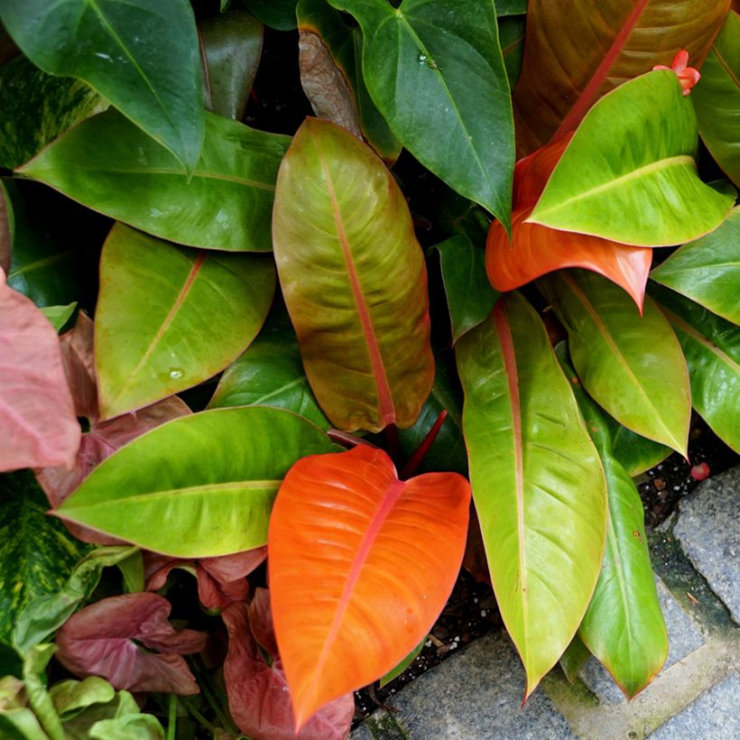 Filodendro - Philodendron Prince of Orange (Porto)