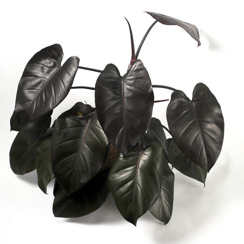 Filodendro - Philodendron Royal Queen (Porto)