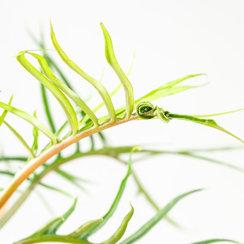 Filodendro - Philodendron tortum (Fogliame)