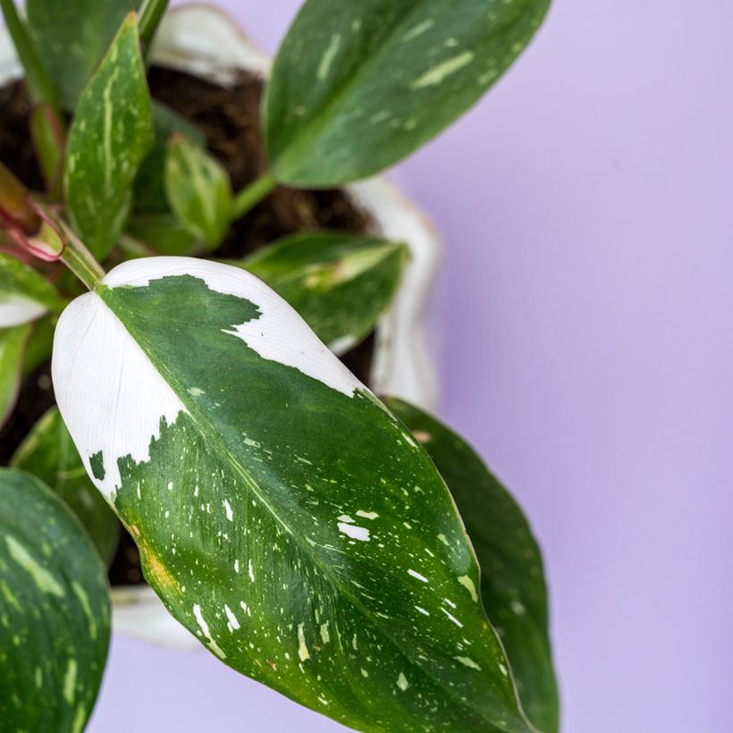 Filodendro - Philodendron White Wizard (Fogliame)