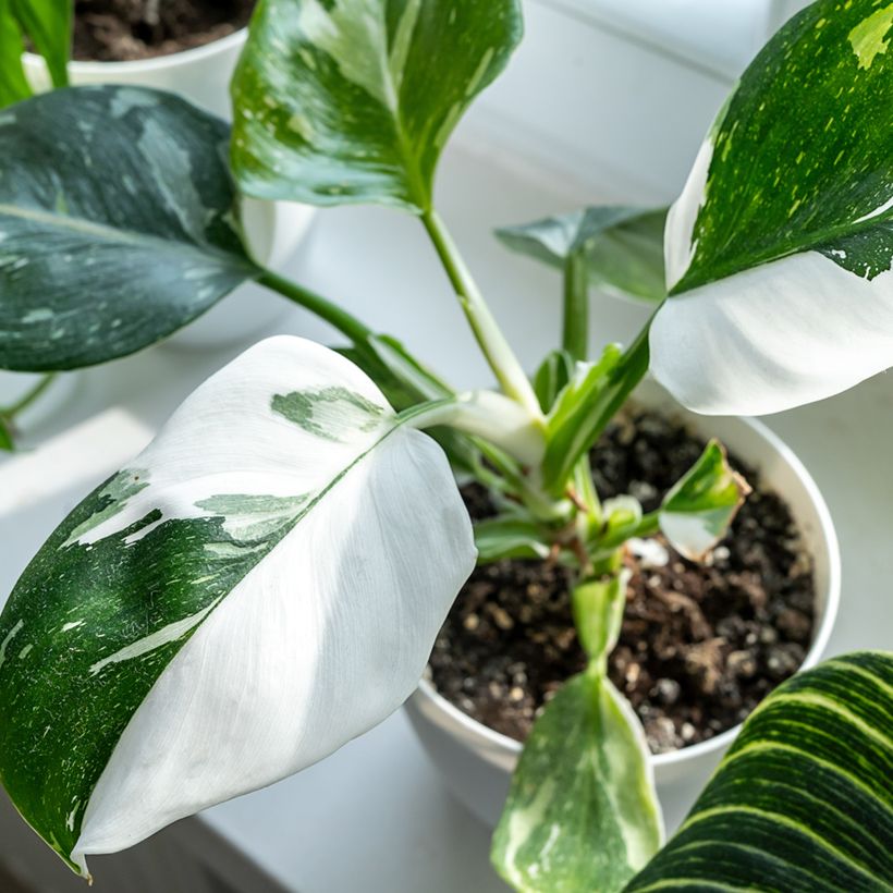 Filodendro - Philodendron White Princess (Foliage)