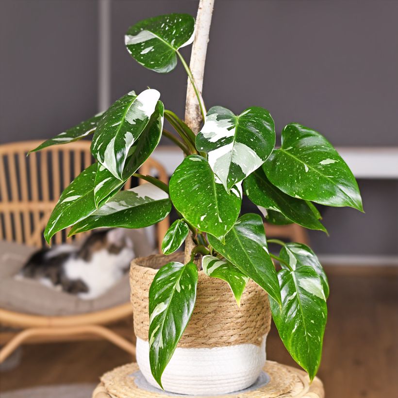 Filodendro - Philodendron White Princess (Plant habit)