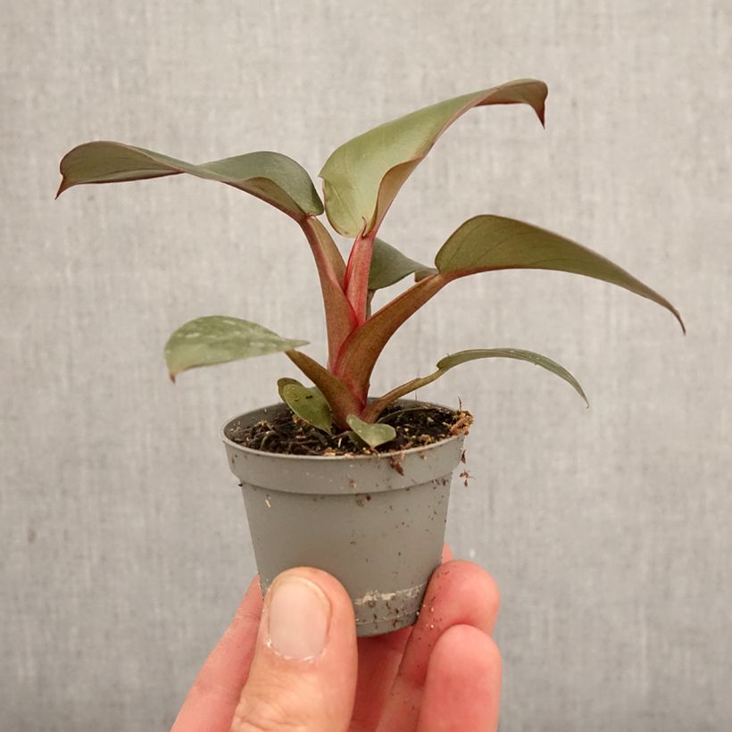 Filodendro - Philodendron Black Cardinal mini-pianta esemplare consegnato in primavera