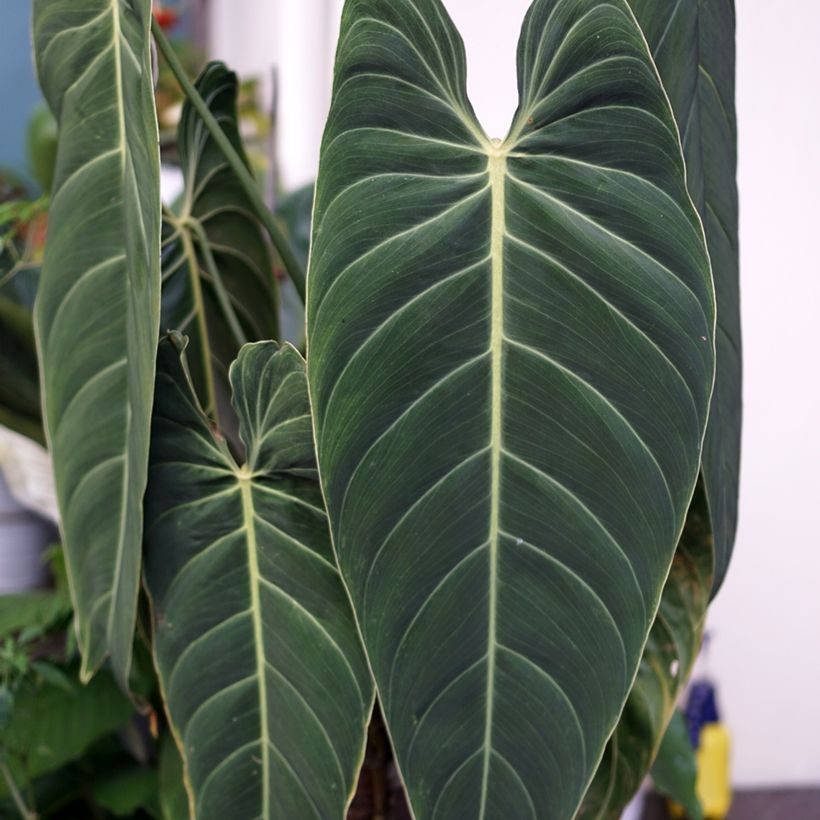 Filodendro - Philodendron melanochrysum (Fogliame)