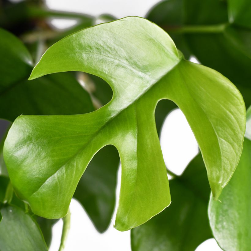Filodendro - Philodendron Minima - Monstera minima (Fogliame)