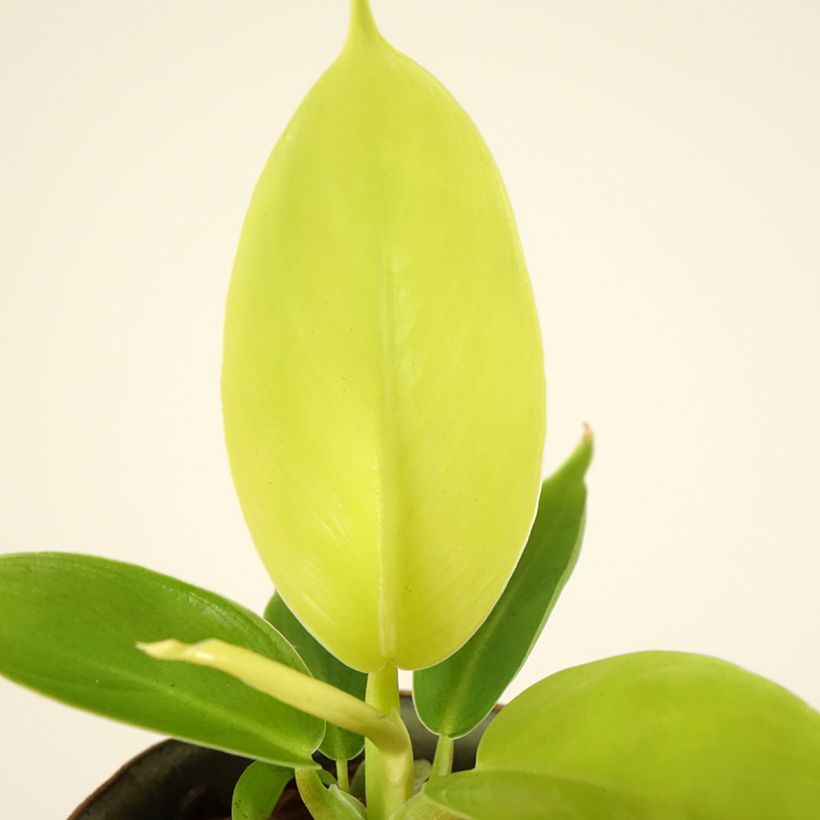 Filodendro - Philodendron Moonlight (Foliage)