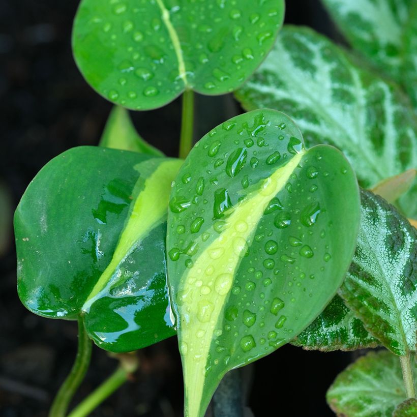 Filodendro - Philodendron scandens Brasil (Fogliame)