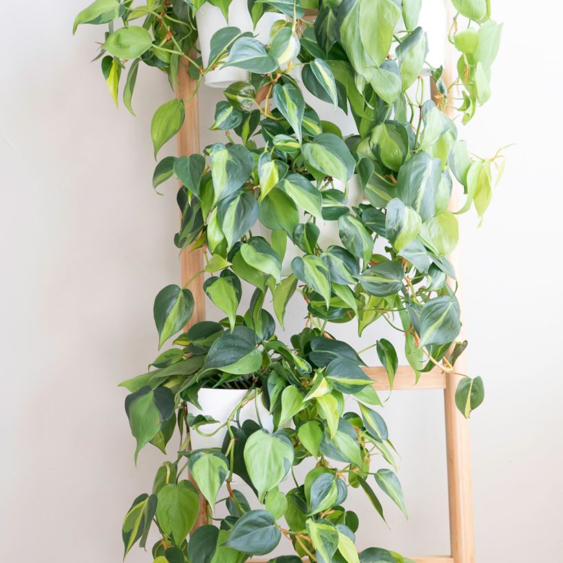 Filodendro - Philodendron scandens Brasil (Porto)