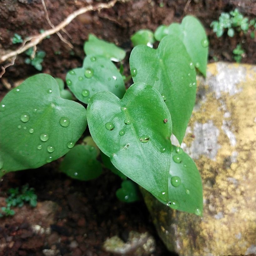 Filodendro - Philodendron scandens (Fogliame)