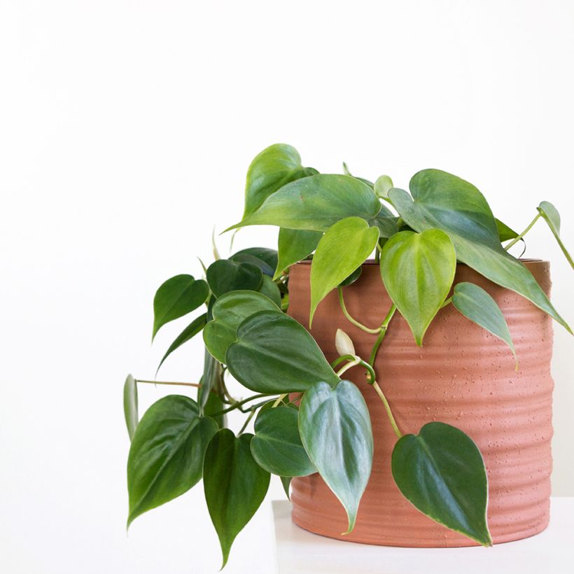 Filodendro - Philodendron scandens (Porto)