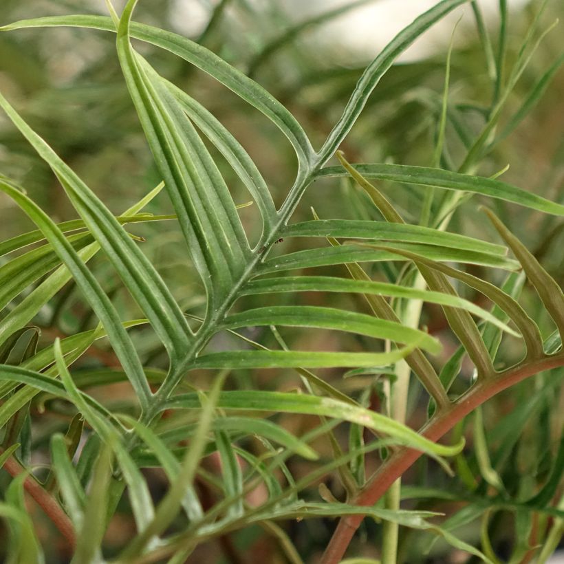 Filodendro - Philodendron tortum (Fogliame)