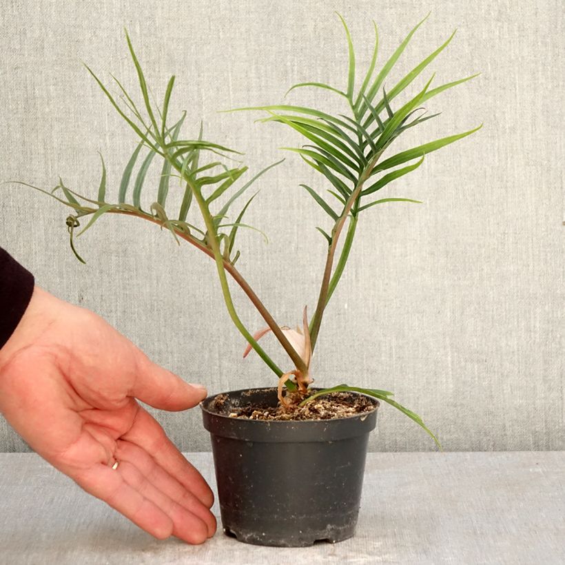 Filodendro - Philodendron tortum Vaso da Ø 12 cm / 13 cm esemplare consegnato in primavera