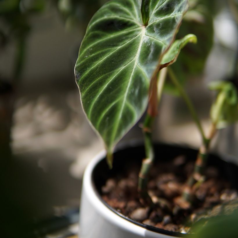 Filodendro - Philodendron verrucosum (Foliage)