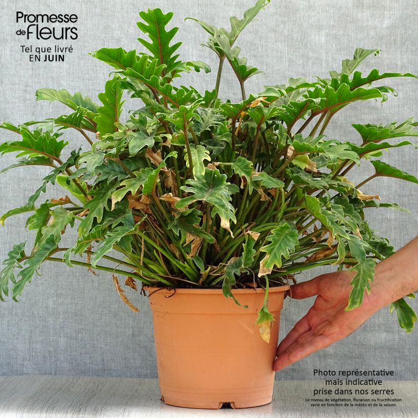 Esemplare di Philodendron xanadu Vaso da 3L/4L consegnato in estate