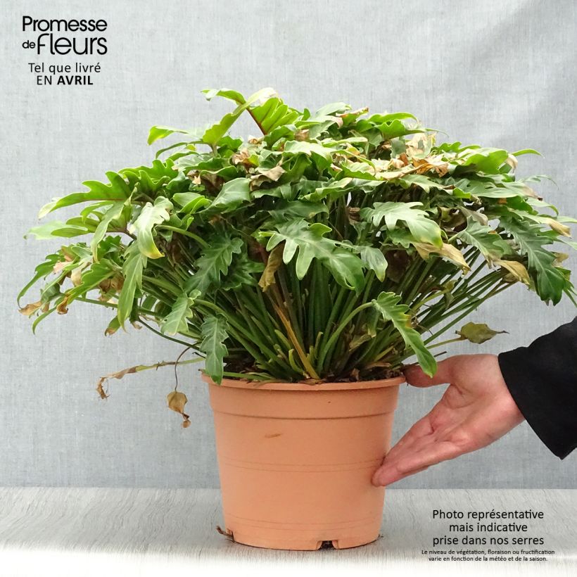 Example of Philodendron xanadu Vaso da 3L/4L as you get in printemps