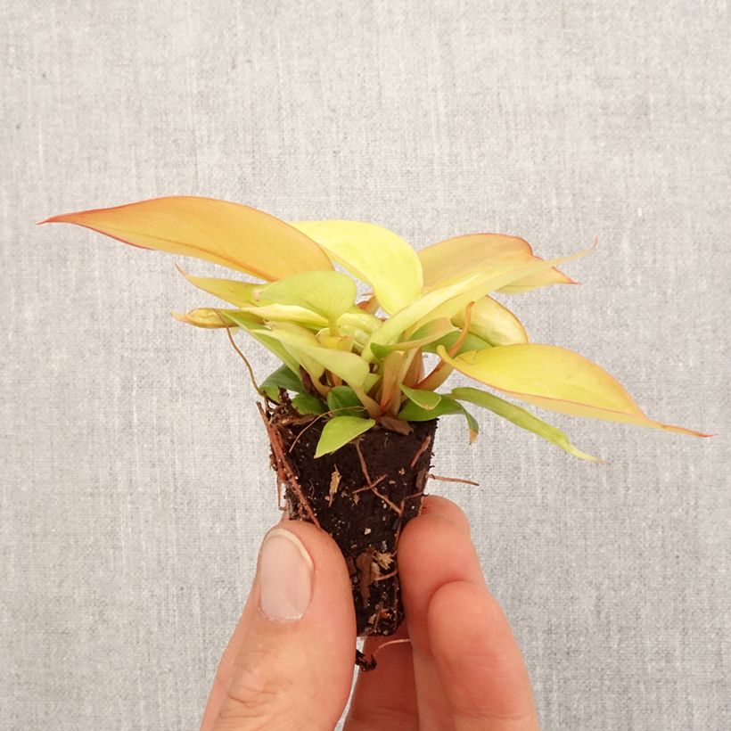 Filodendro - Philodendron Prince of Orange mini-pianta esemplare consegnato in primavera