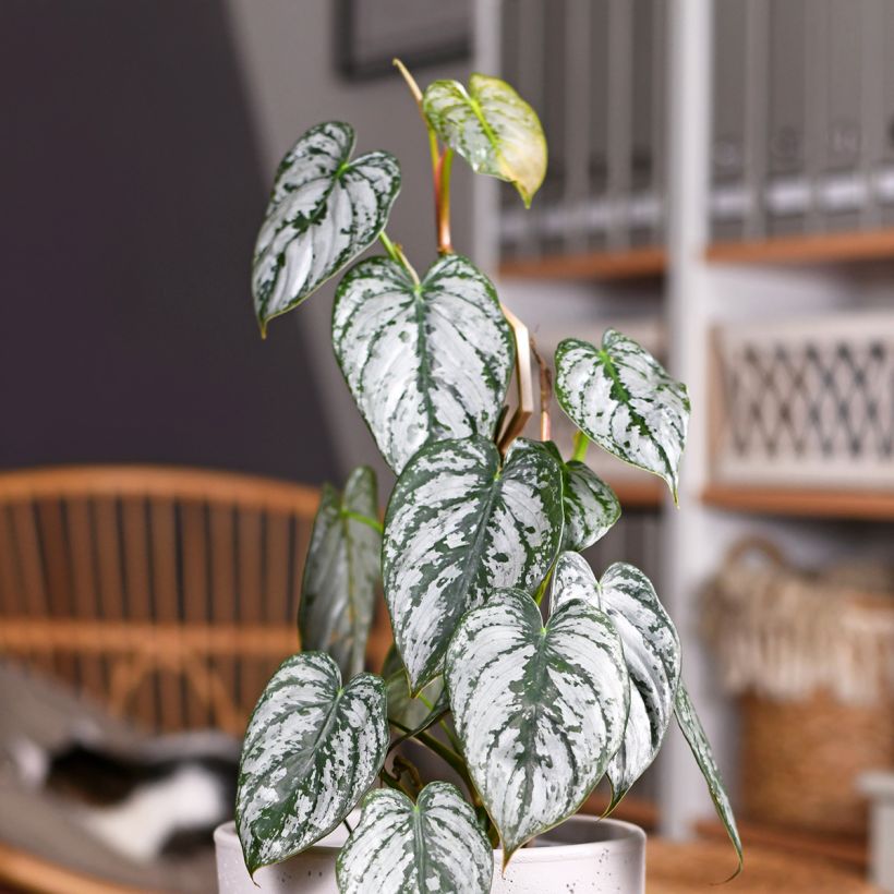 Filodendro - Philodendron brandtianum (Fogliame)