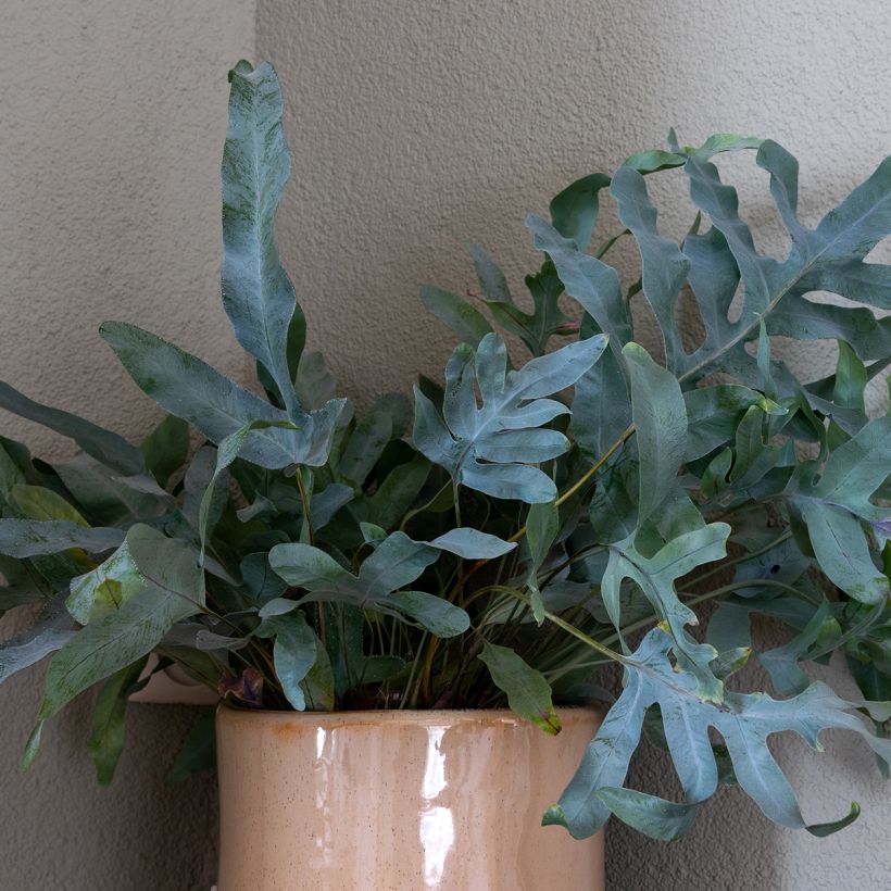 Phlebodium Blue Star - Felce (Fogliame)