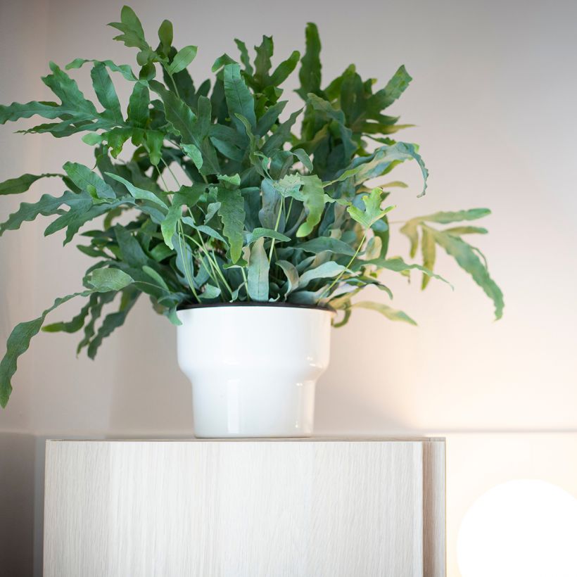 Phlebodium Blue Star - Felce (Porto)