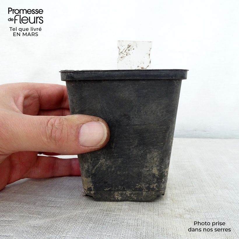 Example of Phlomis cashmeriana Vasetto da 8/9 cm as you get in printemps