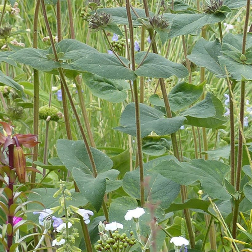 Phlomis samia (Foliage)