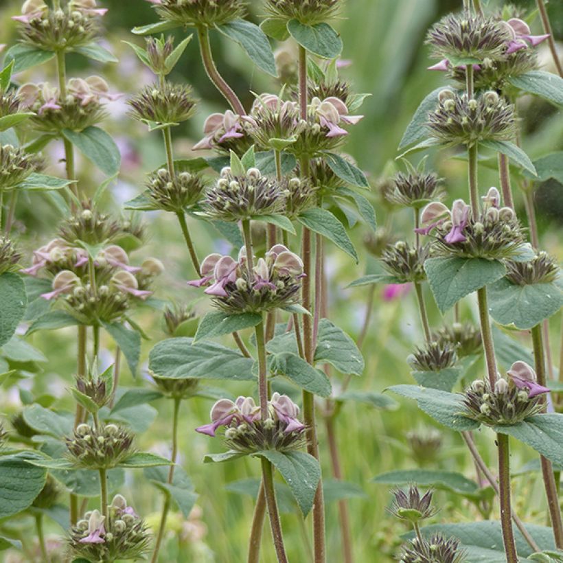Phlomis samia (Flowering)