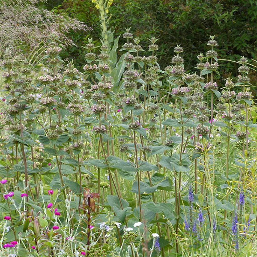 Phlomis samia (Plant habit)