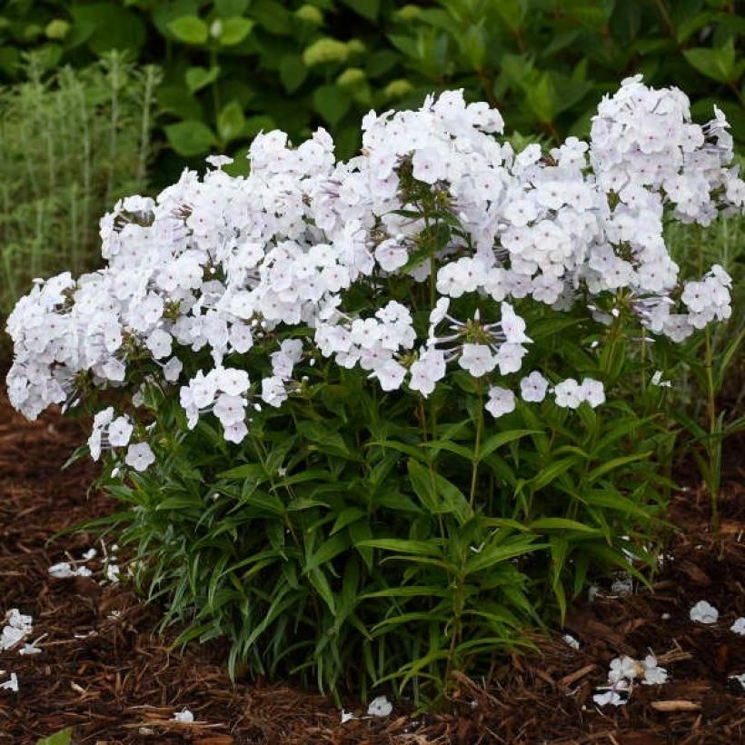 Phlox paniculata Fashionably Early Crystal (Plant habit)