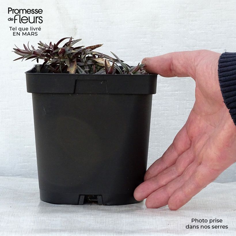 Phlox divaricata Chattahoochee Vaso da 2L/3L esemplare consegnato in primavera